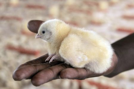 Zimbabwe farmers feed ARVs to chickens in bid to boost growth