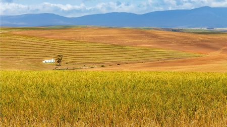 Bread & Wine: A land that can forget itself (Part Two)