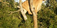 Kruger park, lioness chased up a tree by Hyenas.