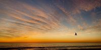 Lone seagull at sunset (Mouille Point). Photographer: Jenni Bessesen