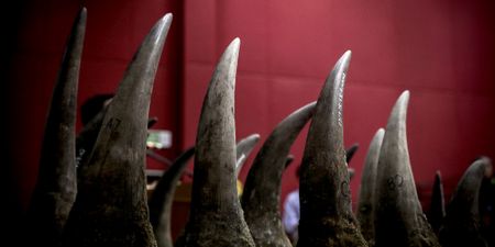 Rhino horn harvested from captive breeding operations can be exported, high court rules