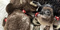 Chirpy and thriving: 46 rescued African penguin chicks recovering well after island floods
