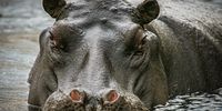  Pretty Close Up! Photographer: Peter Strydom</p>
<p> 
