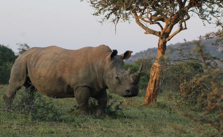 More than 60% of rhino killings now in KwaZulu-Natal as poachers shift from ‘battered’ Kruger Park
