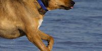 Impromptu snapshots of Benji on the beach. If happiness were a dog, this little rescue would be it. Photographer: Caroline Rowbottom</p>
<p>P4U_readersubmission_20250307