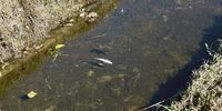 A dead fish found in the Westlake River, in Cape Town on 16 April 2025. (Photo: Kristin Engel)