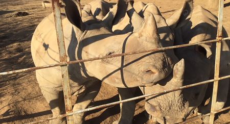 Shaky future for 2,000 rhinos after mega-breeder’s auction fails to attract bidders