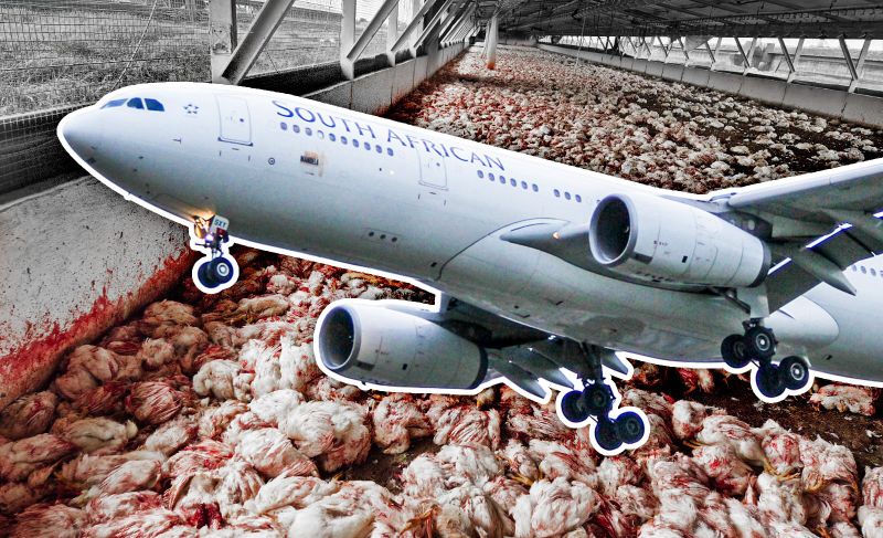SAA says CEO suspension unrelated to DAâs latest Daybreak Foods findings