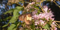 A Southern Chief butterfly feeds from the flowers of a Blue Bitter-tea bush. Image SA Indigenous Garden Plants
