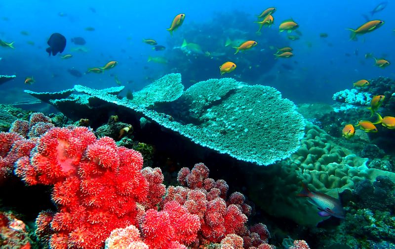 Toxic residues endanger coral reefs in SA’s marine protected areas
