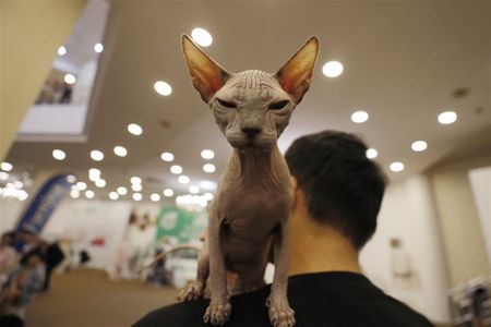 In images: the WCF International Cat Show in Hanoi, Vietnam