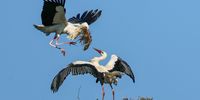 White storks begin courtship season in Biebesheim, Germany