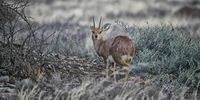 An adorable little steenbok, one of the smallest members of the antelope tribe. Image: Chris Marais