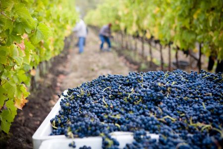 Covid-19: Are agricultural sector workers being protected?