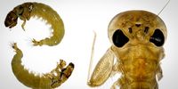 tony plastic bugs