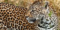 The problem with South Africa’s ‘problem animal’ guidelines