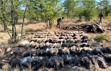 Mass Kruger Park poisoning — 84 vultures saved in ‘shocking, gruesome’ incident