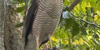 African Goshawk in Wild Plum tree. Photographer: Theo Pauw</p>
<p>P4U_readersubmission_20250614
