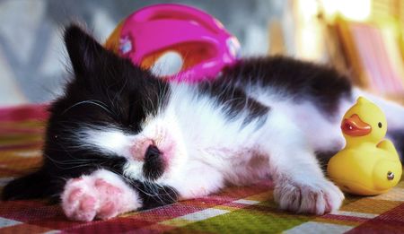 Chasing the dream: Unravelling the mysteries of sleep