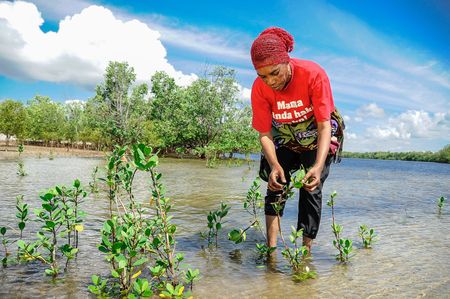 Blue carbon markets — Africa faces conflicting challenges in balancing economic risks and rewards