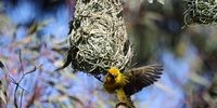 Matjiesfontein  , Northern Cape <br>Weaver birds. Photographer: Lollo.V.W.