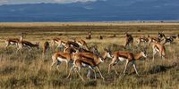 The plains were once white with massed springbok herds. Image: Chris Marais