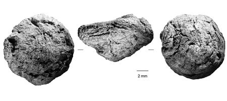 Sorry Banting fans, but your ancestors did eat carbs