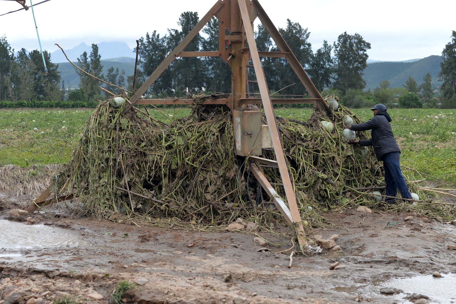 Kouga farmers count flooding losses