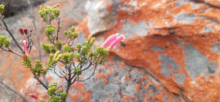 SA’s Succulent Karoo and other exceptional landscapes deserve our duty of care