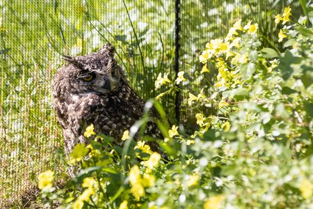 West Coast owl orphanage rescues thousands of birds in face of ‘so much cruelty’, huge costs