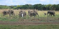 Because unsuitable areas for elephants surround their habitats, their movement is restricted by artificial barriers, such as roads or fences. (Photo: Supplied)