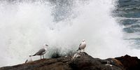 Must we stay or fly away ? 24 Sep 2022, West Coast National Park. Photographer: Johan Conradie