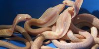Albino baby cobras born in captivity at the National Zoological Gardens, in Colombo, Sri Lanka, 05 July 2005 (reissued 11 June 2025). Albinism is a genetic condition characterized by the absence of melanin pigment in the skin, hair, and eyes that affects people and animals. The International Albinism Awareness Day is observed on 13 June to challenge stereotypes and discrimination as well as to promote human rights and visibility.  EPA-EFE/M.A.PUSHPA KUMARA *** Local Caption *** 00473782