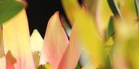 Leucadendron lights.