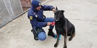 Residents rally as search for missing police dog Floppy continues in Eastern Cape