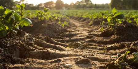 Towards a politics for soil restitution