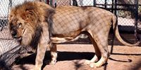 A lion in a caged enclosure at a captive breeding centre