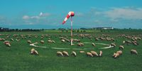 "Air Sheep". I was wandering near an airfield when I noticed this almost surreal image of sheep grazing in the field. The wind was mild. © Ioan Maga, Romania, Shortlist, Open, Travel, 2022 Sony World Photography Awards