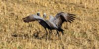 Martin Etsebeth</p>
<p>Caption: Blue Crane, our National bird, near Hermanus on Saturday 21-01-2023
