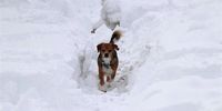 epa10425024 A dog walks through 50-60 cm of snow, fallen in Norcia (Perugia), Italy, 23 January 2023.  EPA-EFE/GIANLUIGI BASILIETTI