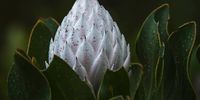 [King Protea - Prior to opening]. Photographer: [Colin Brown].  