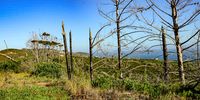 Eucalyptus (gum) trees left blackened by the fires. (Photo: Angus Begg)