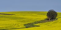 Fields of Canola. Photographer: Yolandé Woolford 