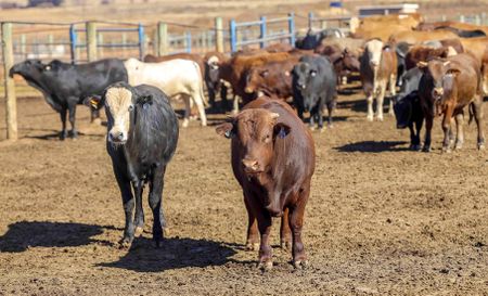 New foot and mouth disease outbreak among Free State cattle, 270 cases now in 5 provinces