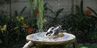 Backstroke in the bird-bath.