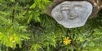 Stony faced - Keurboom Park. Photographer: Jenni Bessesen 
