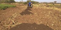A farmer heaps manure in his field before spreading it out evenly over the soil on 6 July 2019. (Photo: Brian Mandipaza)