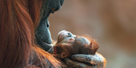 Recounting memories of the remarkable ape named Jenny who blew Charles Darwin’s mind