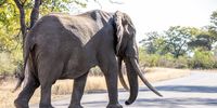 A big male tusker outside Shingwedzi camp in Kruger National Park. (Archive photo: John Yeld)