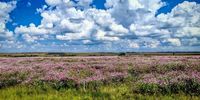Cosmos season. Photographer: Ndabenhle Sosibo</p>
<p>P4U_readersubmission_20250404